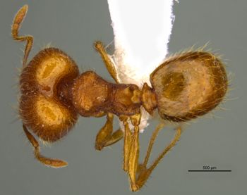 Media type: image;   Entomology 36170 Aspect: habitus dorsal view
